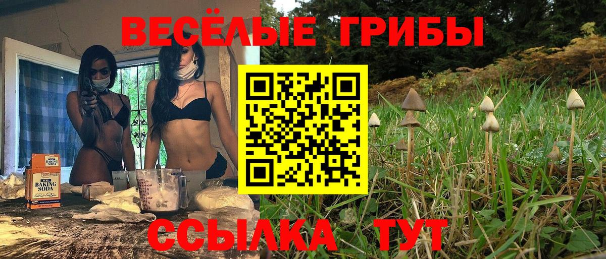 Псилоцибиновые грибы Psilocybine cubensis Коломна